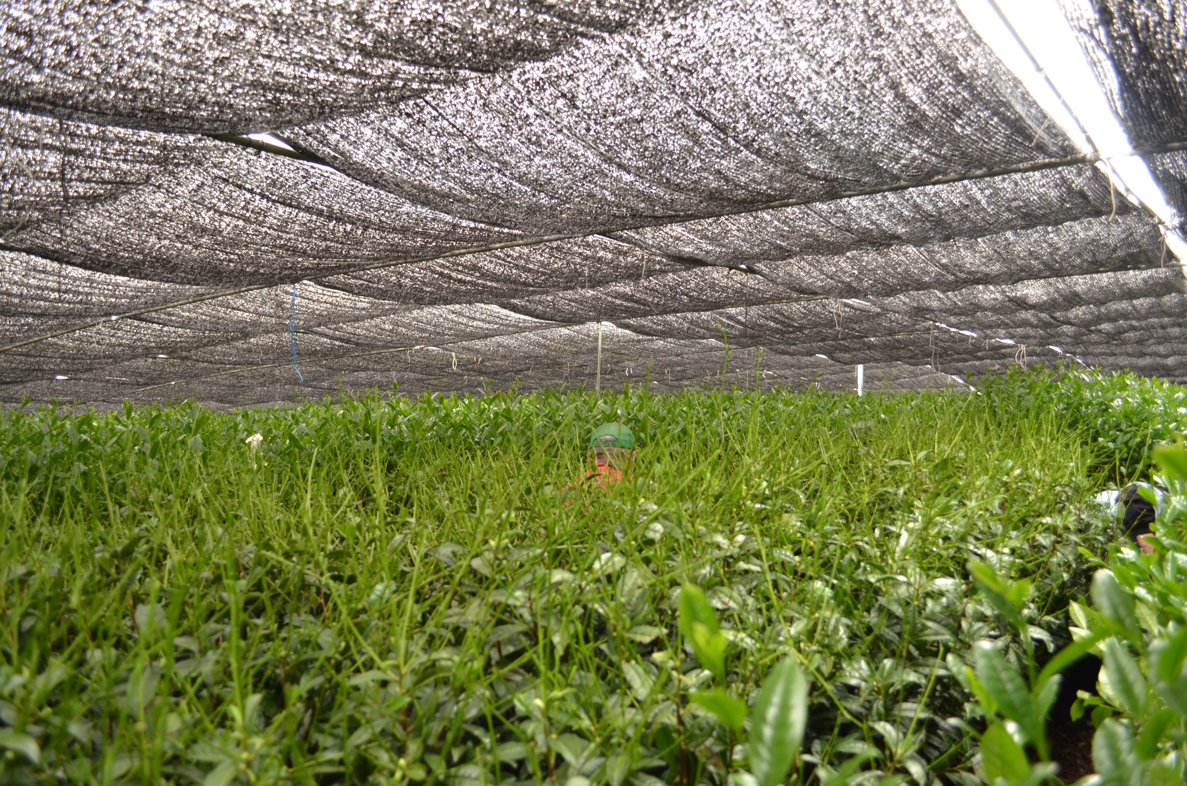 Tea leaves under shade cultivation (=tencha)