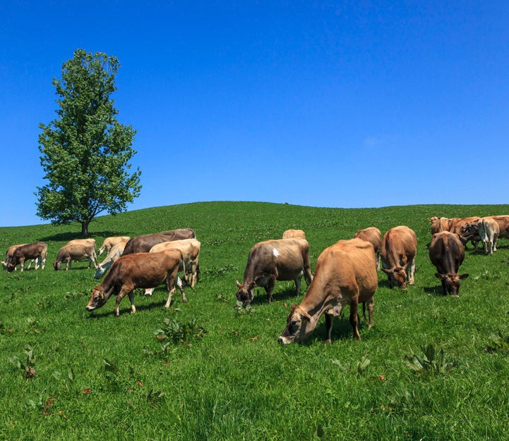 Biei Grazing Dairy Farm