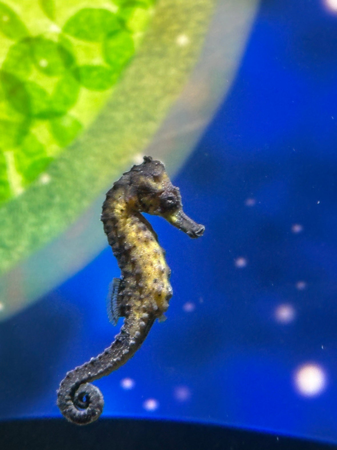 Spotted Seahorse