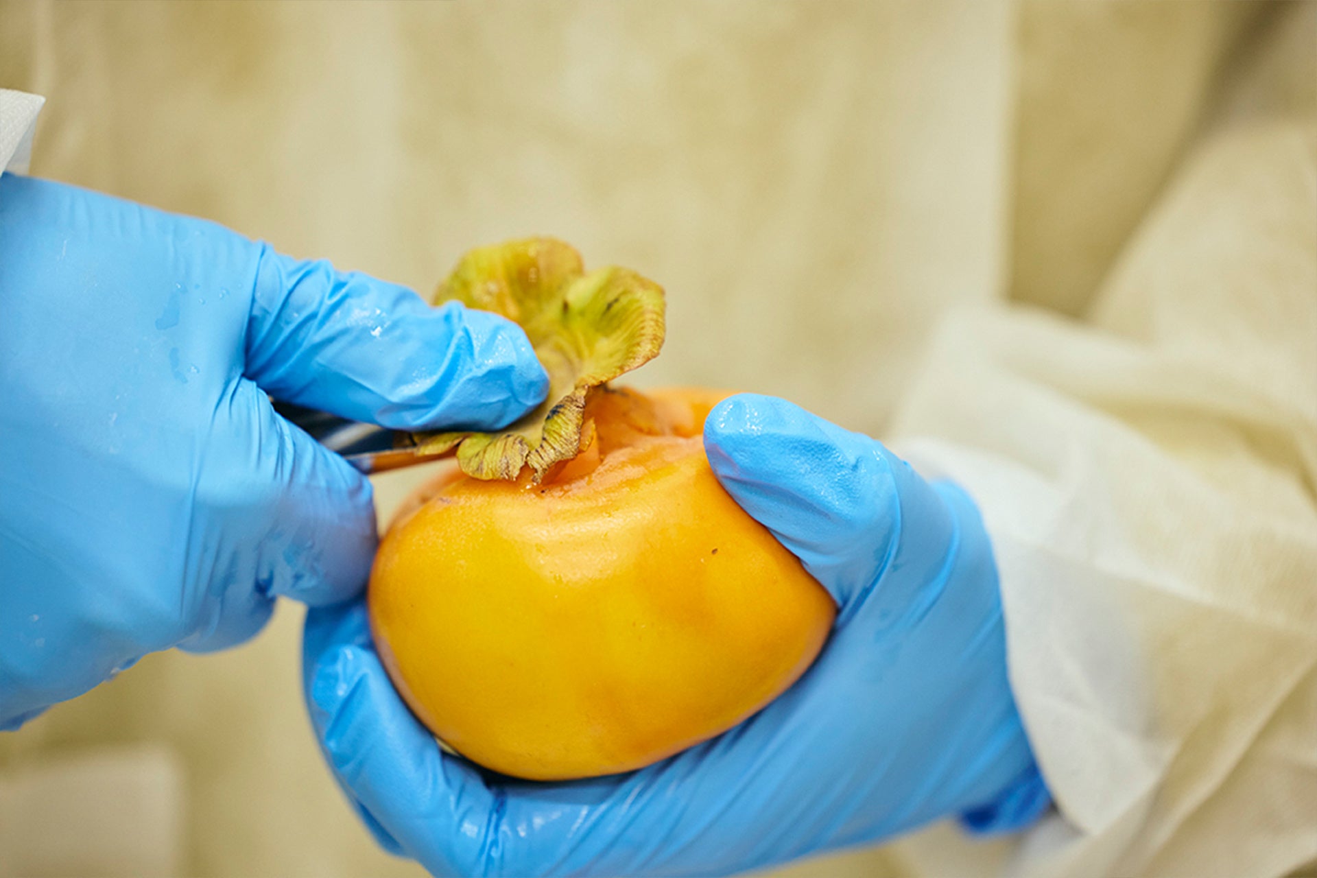 고조시 니시요시노의 후유 감 하나하나를 정성껏 가공합니다