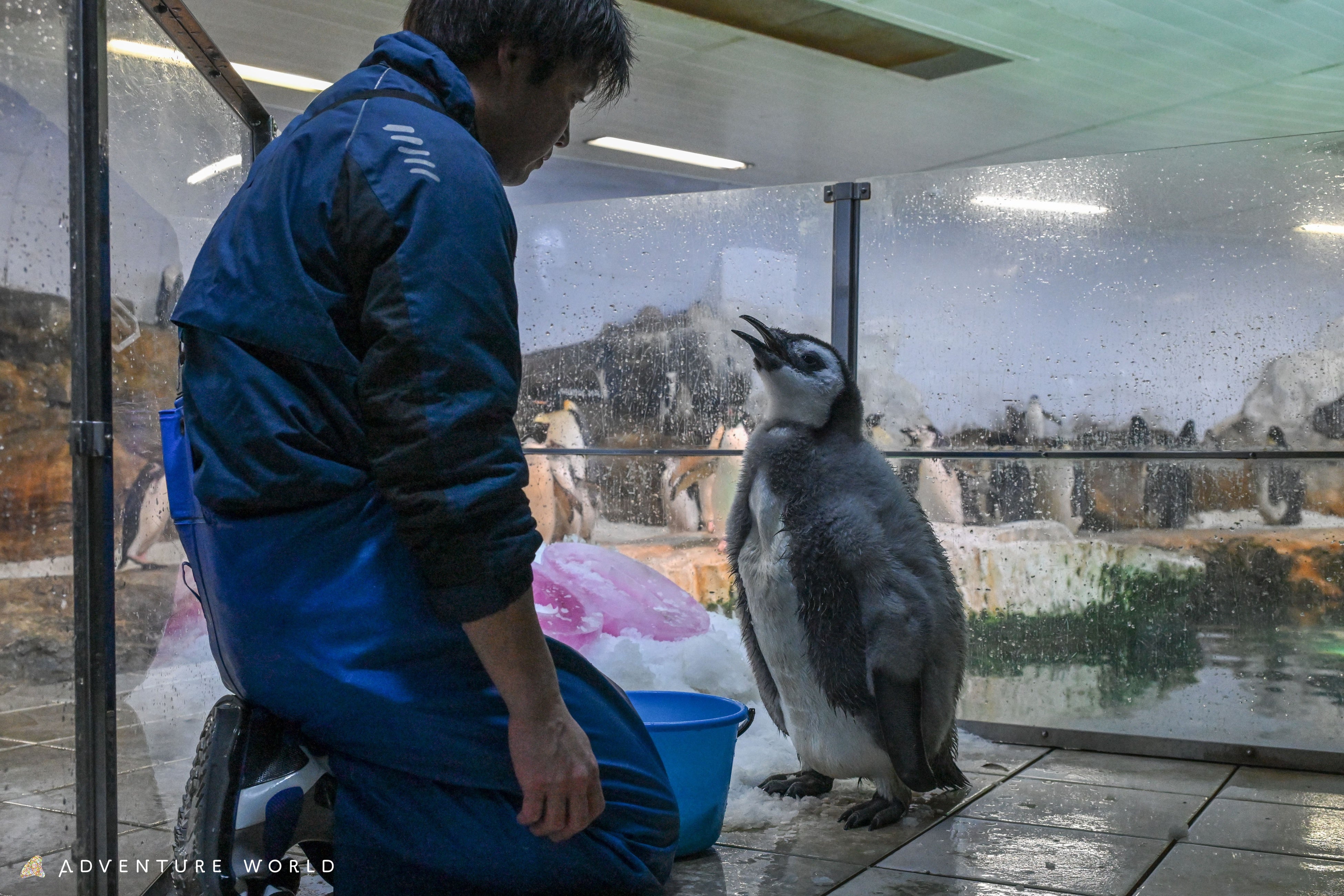 站立的企鹅宝宝