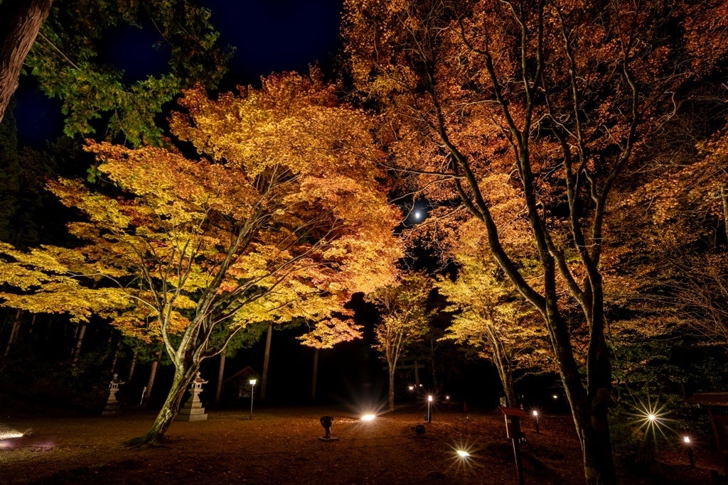 Illuminated autumn foliage at Nakao Plateau