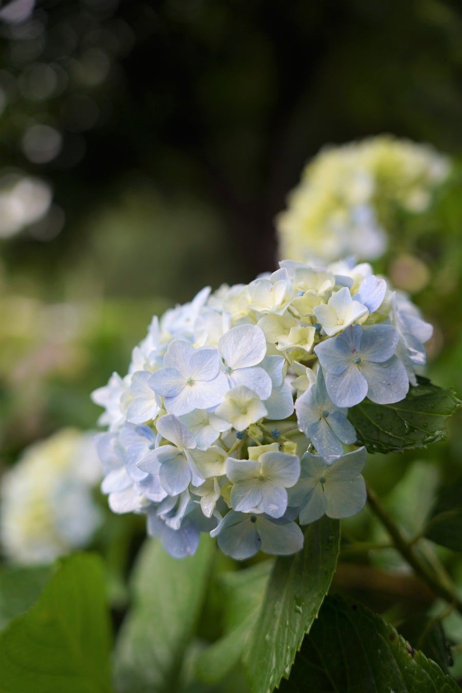 第32届绣球花节及国际交流活动将于6月14日在狭山市中原公园举行