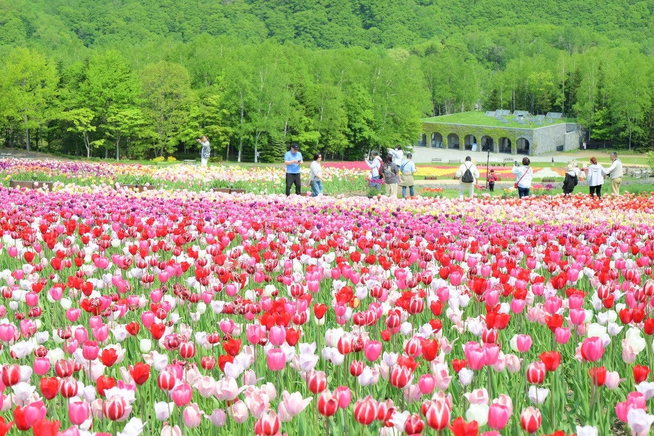 튤립 (일반적으로 5월 중순 ~ 5월 하순)