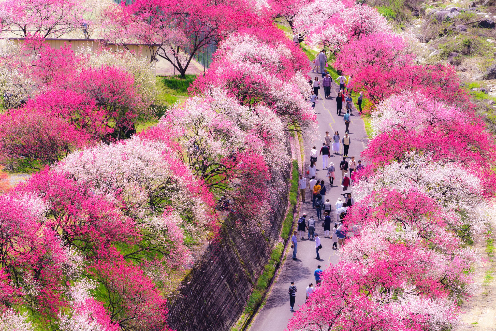 Nagano's Achi Village Hana-Momo Festival to Begin April 15, 2026