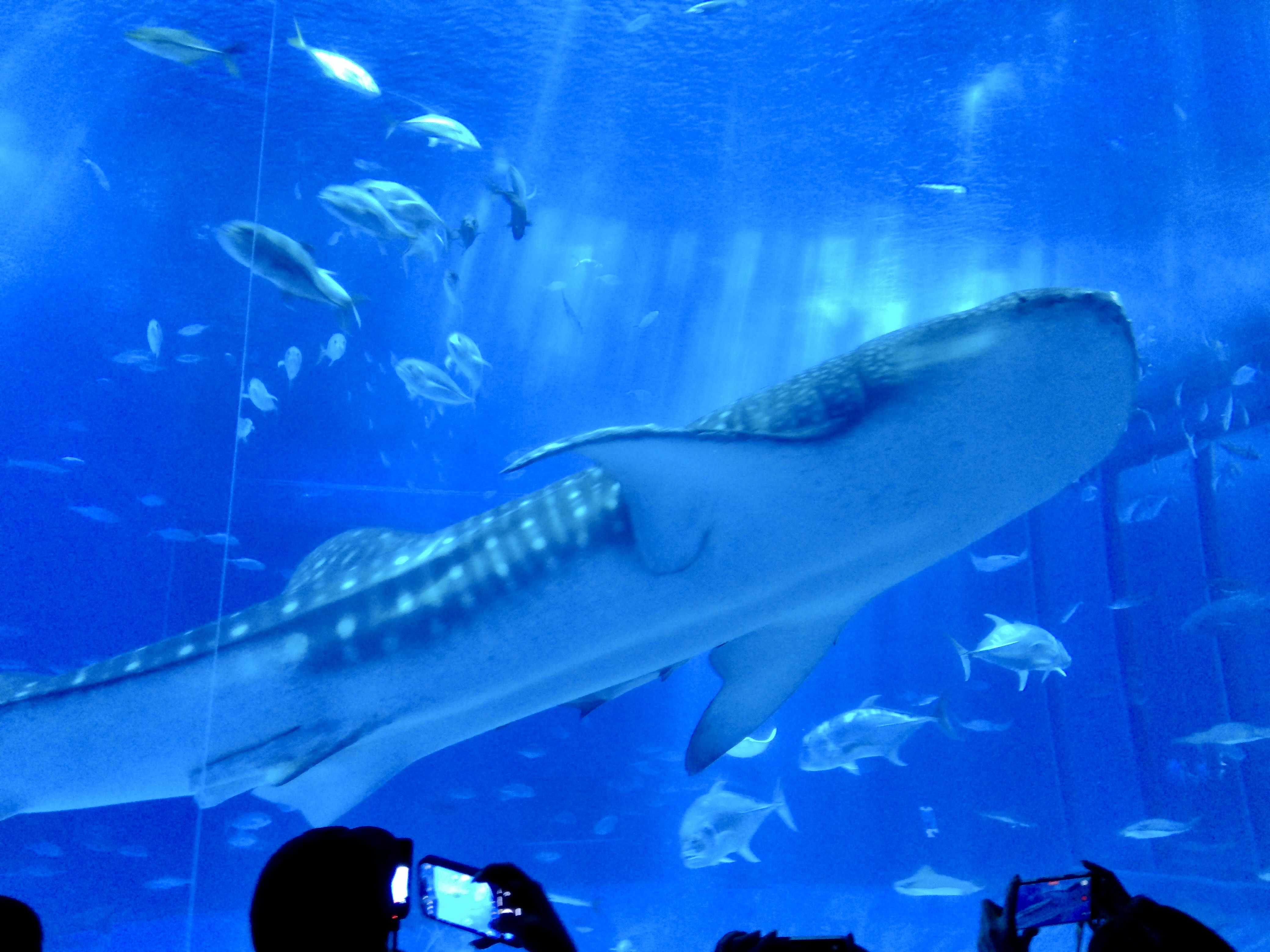 Churaumi Aquarium Whale Shark