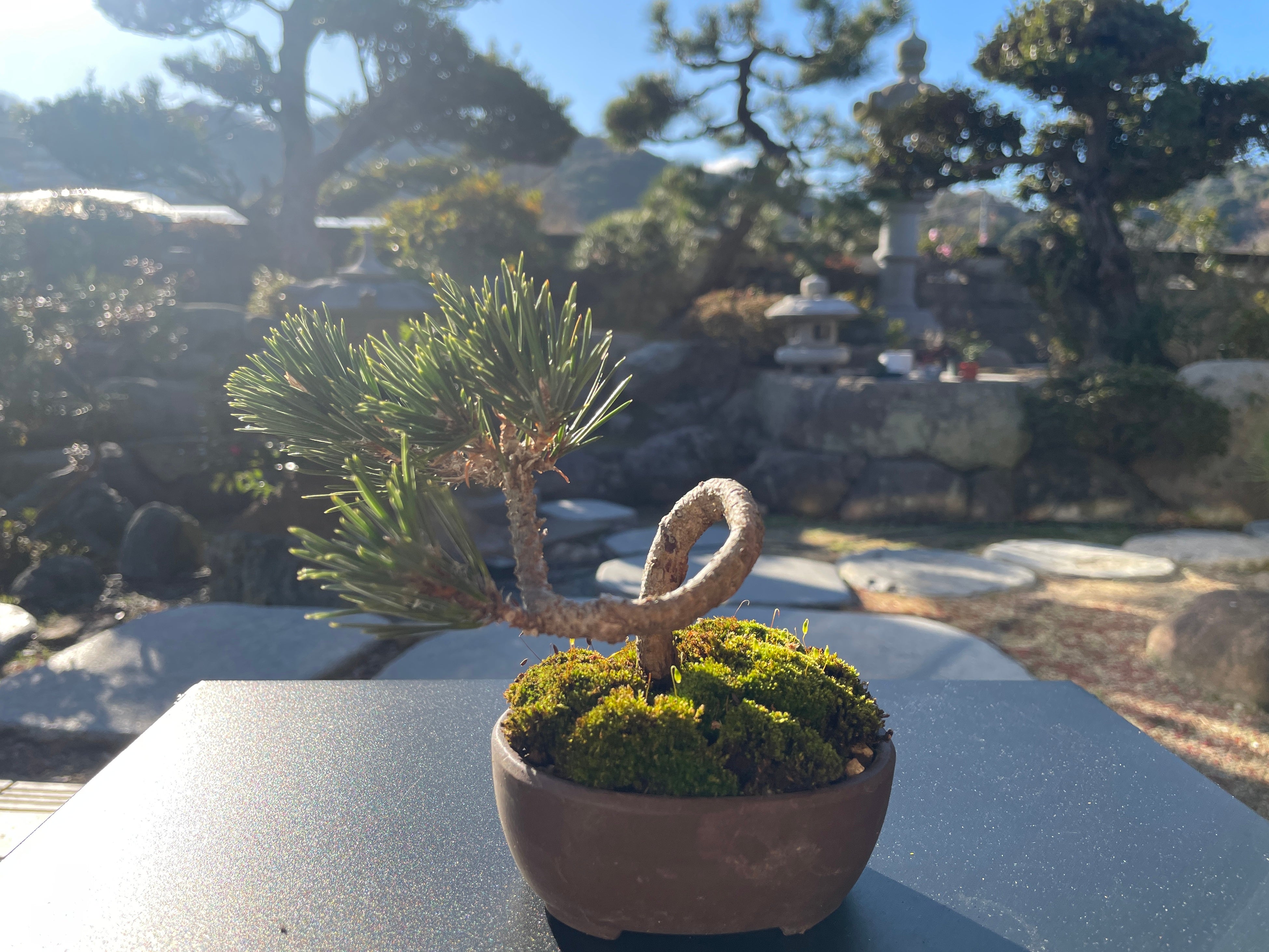 일본 정원과 협업하는 분재