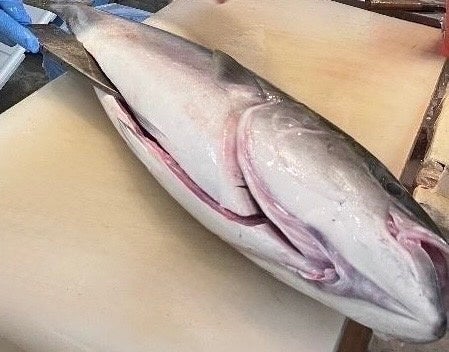 Fresh and Dynamic Yellowtail Butchery Show