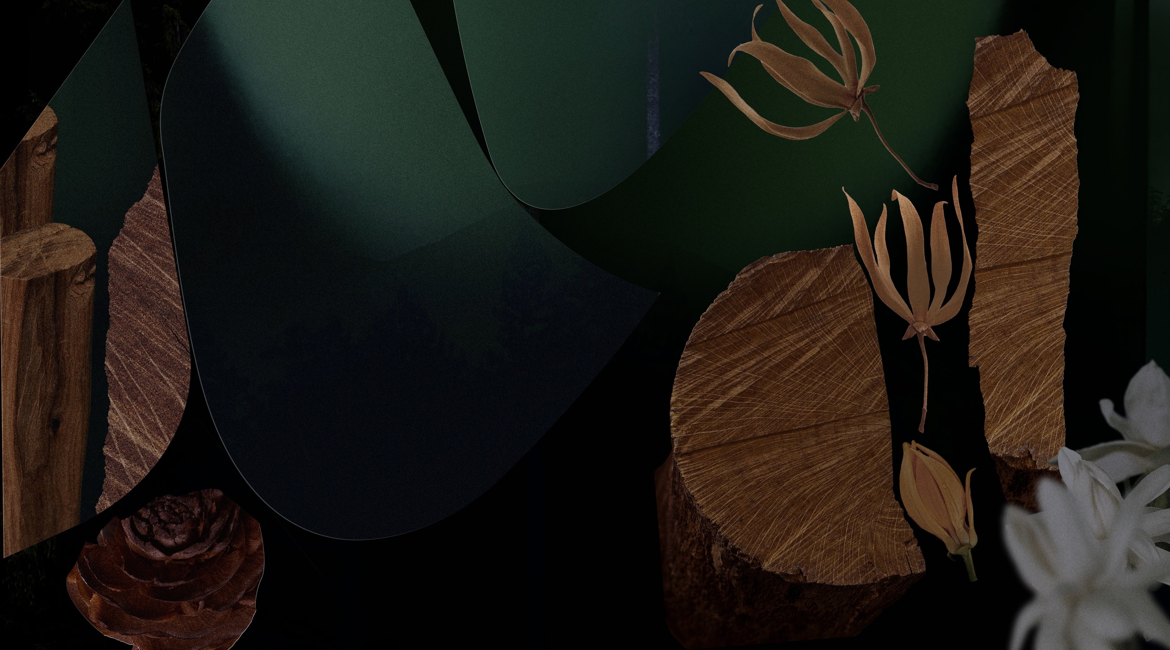 Forest Embrace fragrance notes