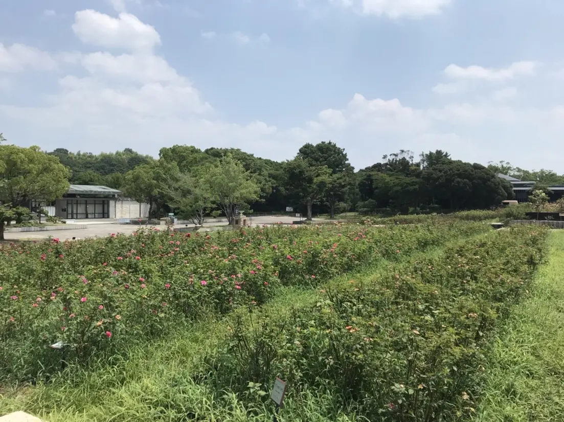 Natural and Cultural Gardens with cherry blossoms