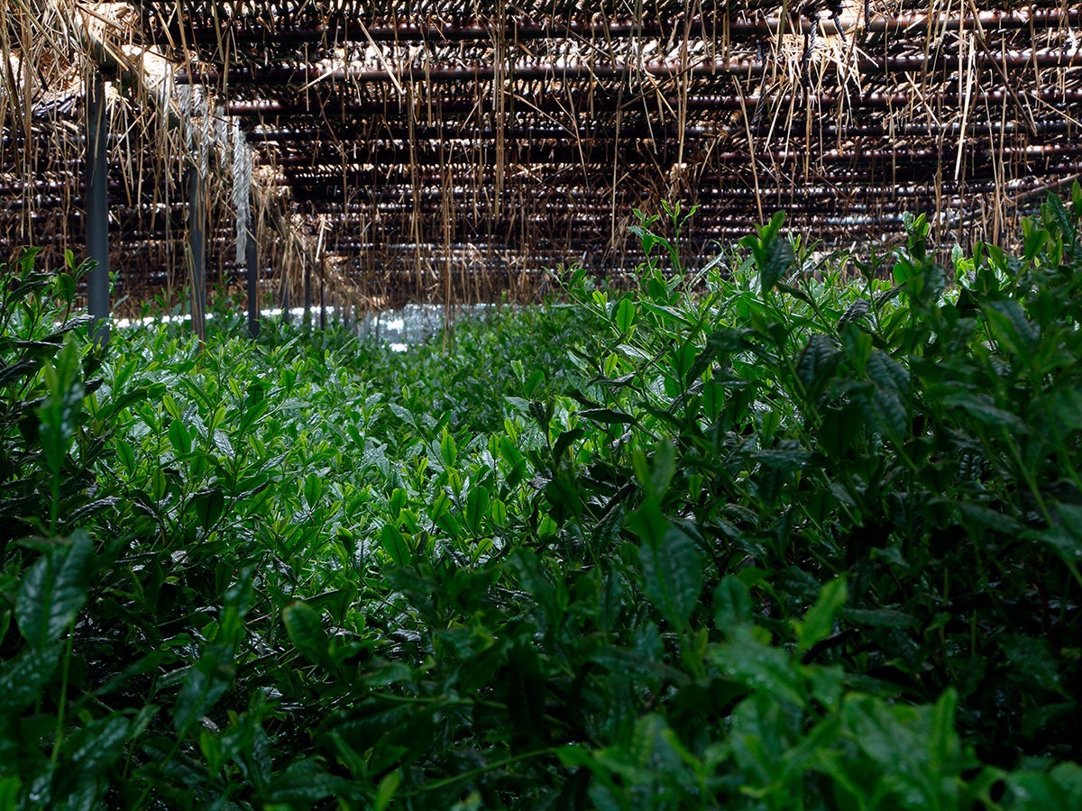 京都北山MALEBRANCHE对浓茶的执着