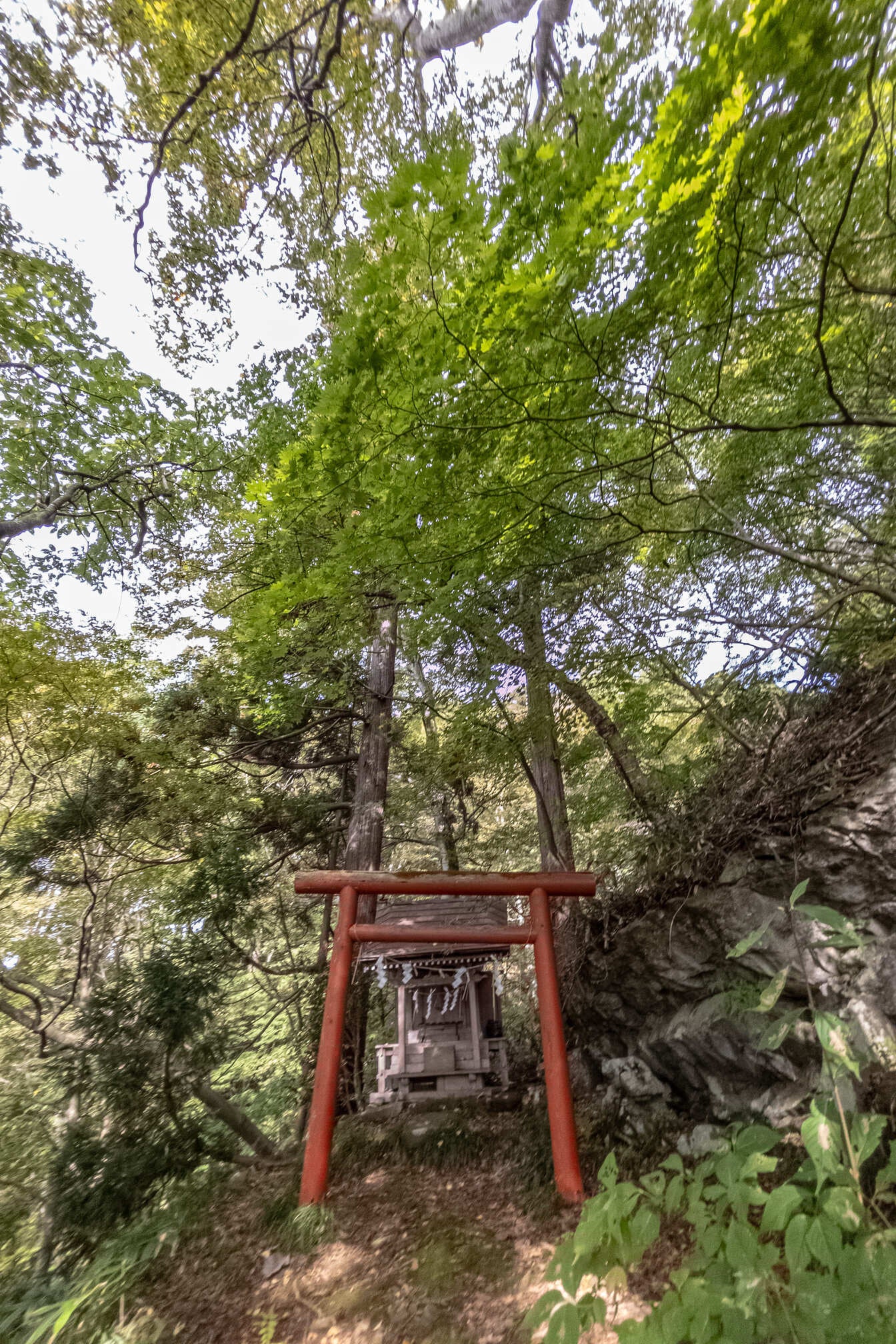伊邪那岐山的裂石櫻花樹