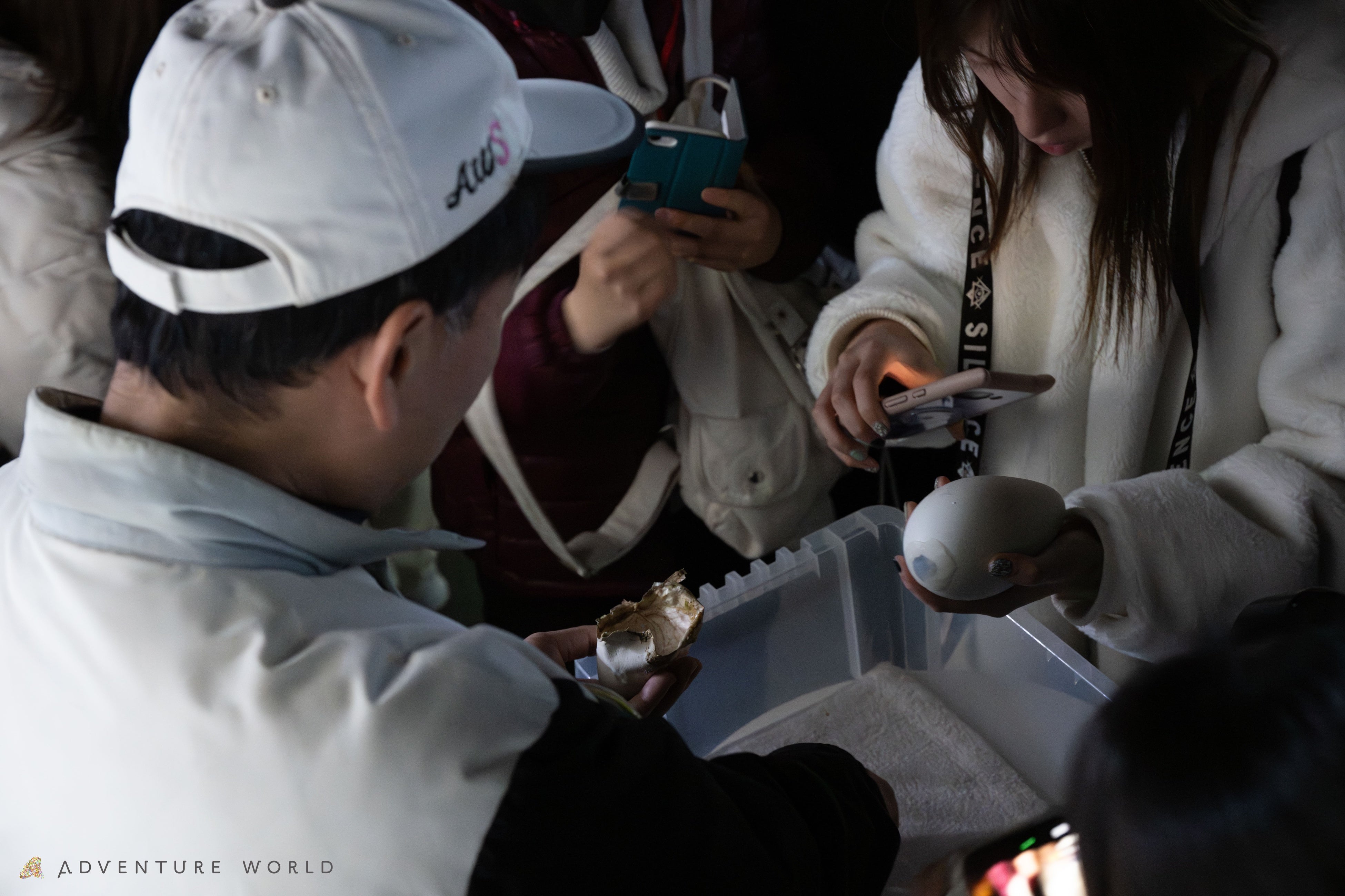 张开翅膀行走的企鹅宝宝