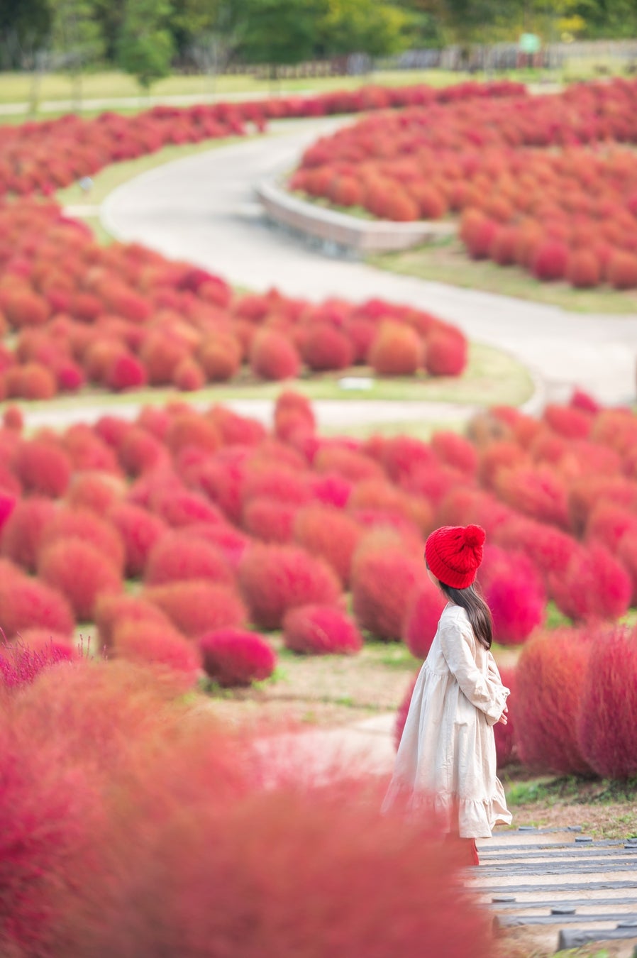 Aki Irodori Festa 2026 Menghadirkan Kochia Dan Cosmos Di Taman Sanuki 