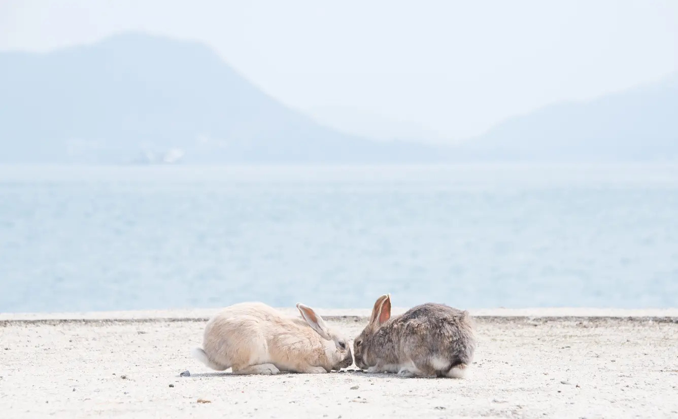Top 8 Must-See Spots in Takehara & Okunoshima, Hiroshima: Discover “Little Kyoto” and “Rabbit Island”