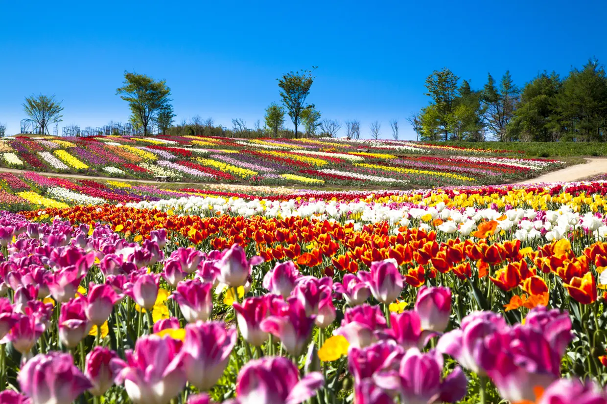Nasu Flower World
