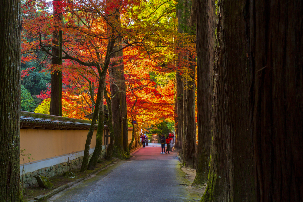 6 Best Things to Do in Hiroshima in November: Festival, Fall Foliage , and Illumination Spots