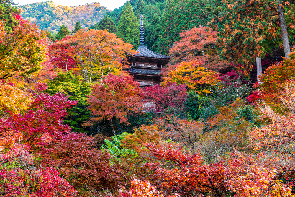 9 Best Things to Do in Hyogo (Koube) in Autumn (September to November)