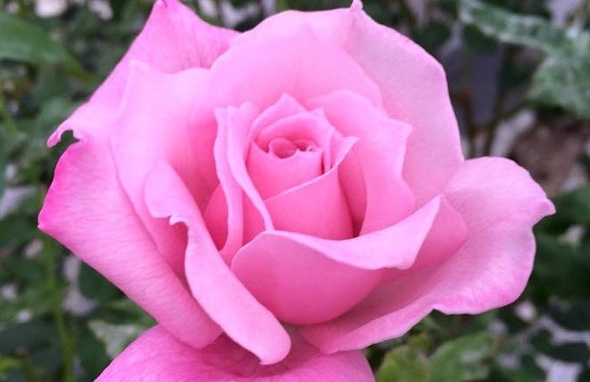 Lady Luck Rose