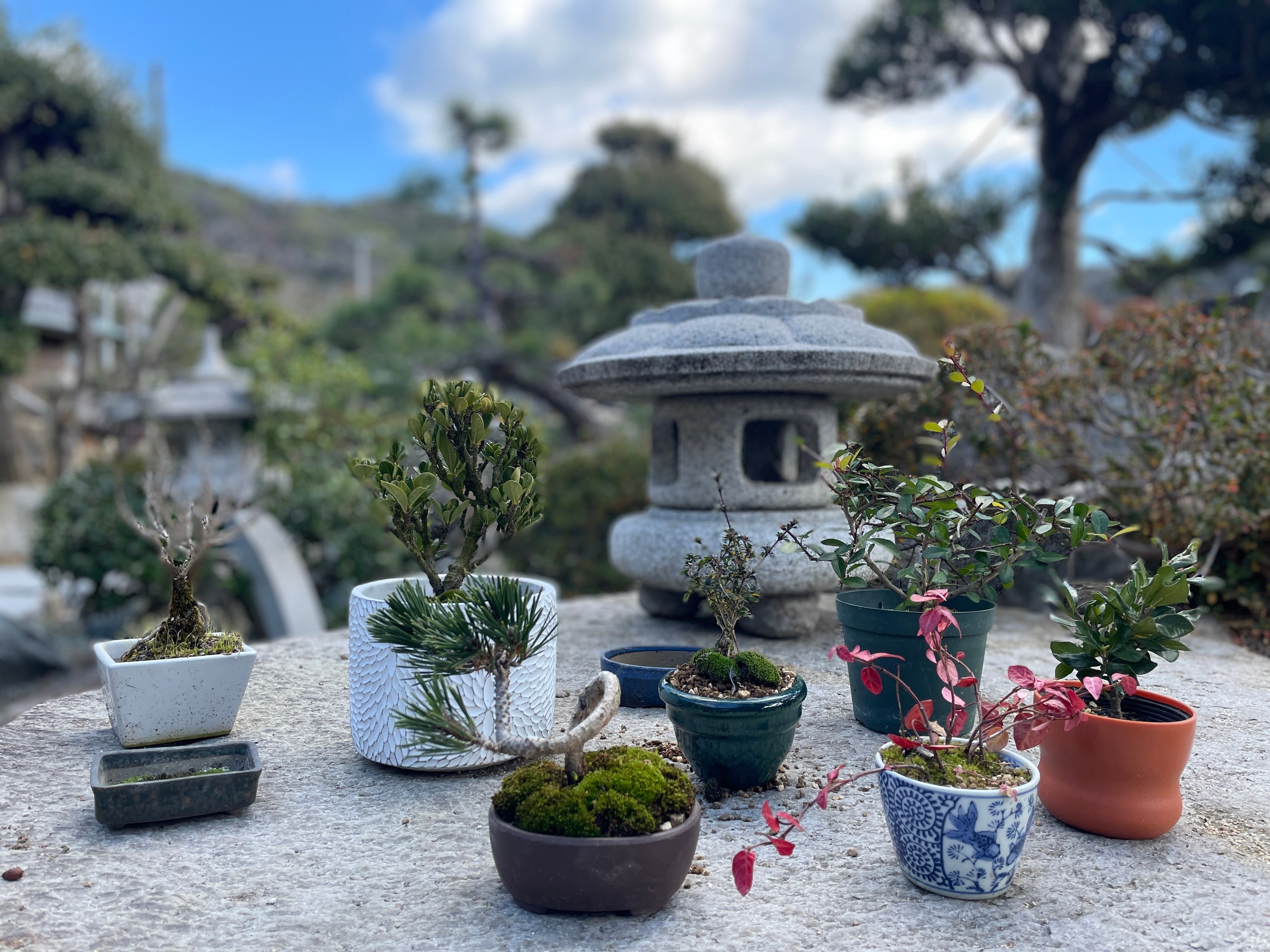 마음에 드는 분재가 있으면 구매할 수 있습니다.