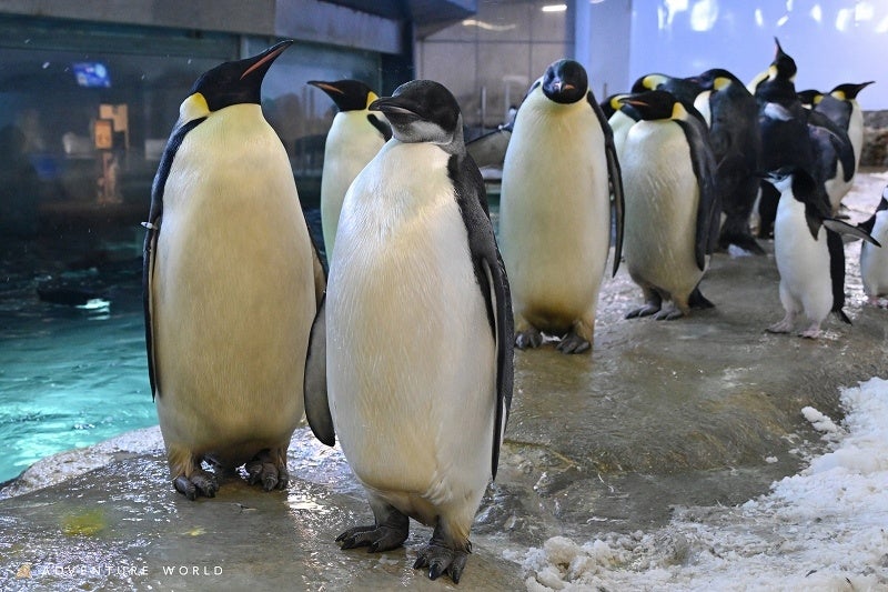 冒險世界國王企鵝寶寶滿六個月大 — 3月30日以冰蛋糕慶祝半歲生日