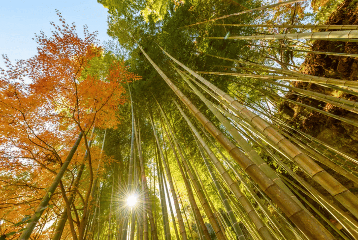 镰仓私人徒步之旅：禅寺与北镰仓自然风光 - Image 4
