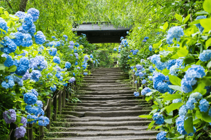 镰仓私人徒步之旅：禅寺与北镰仓自然风光 - Image 2