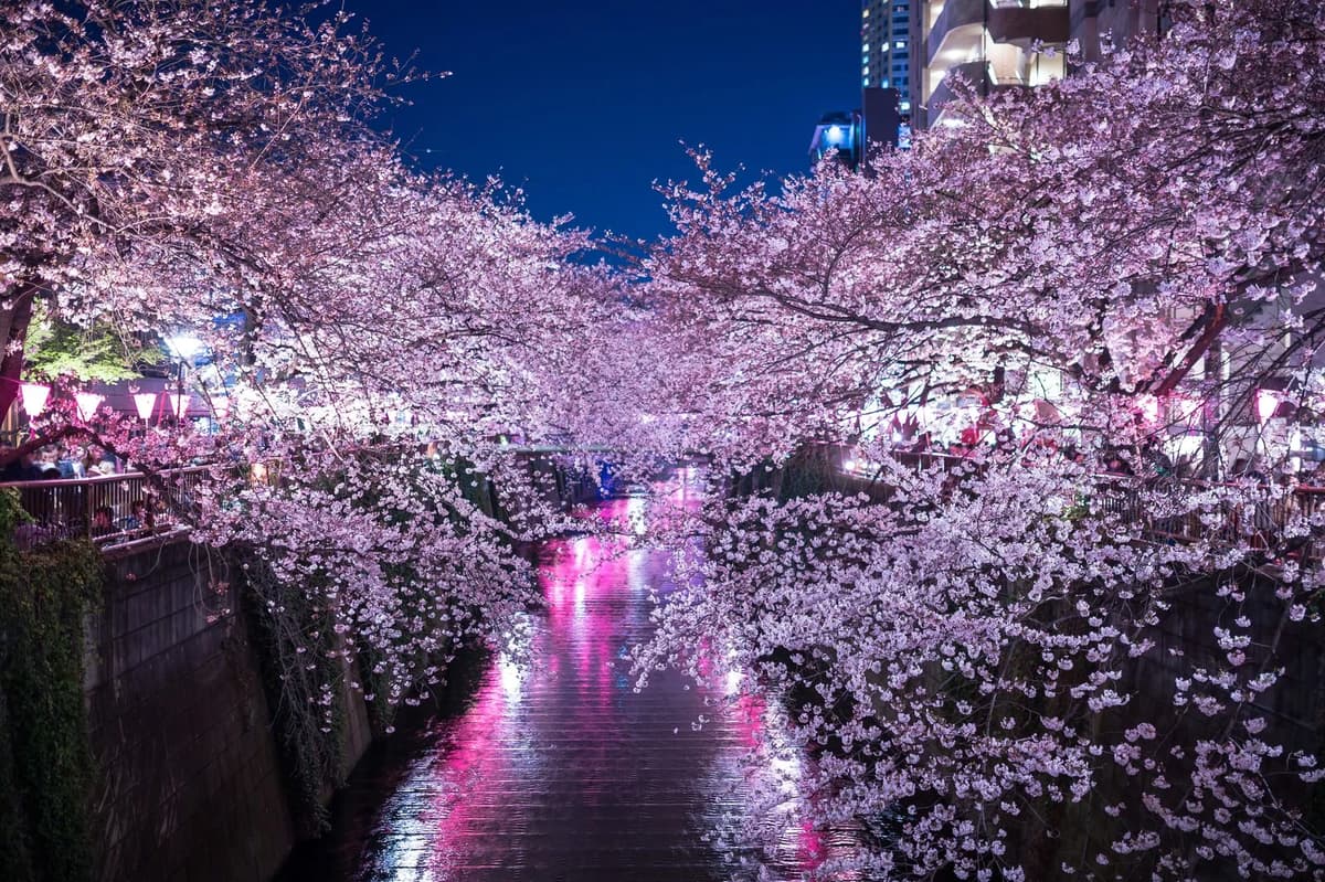 Tokyo Bar Hopping Night Tour - Meguro River Cherry Blossom Area - Image 1