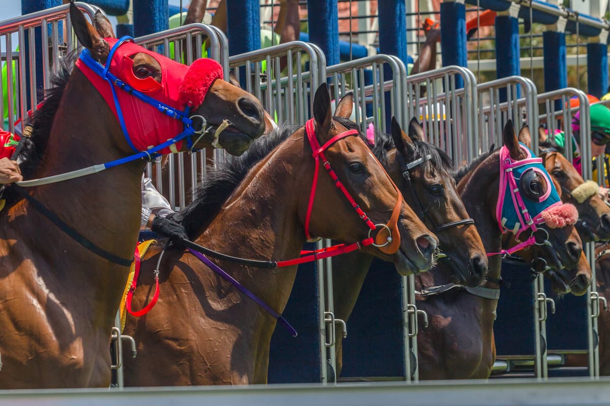 与导游一起的日本赛马之旅 - Image 4