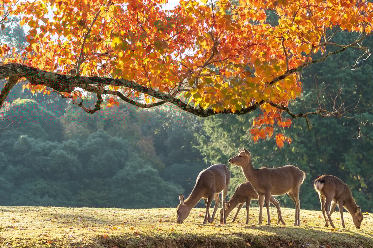 奈良东大寺导览徒步游 - Image 2