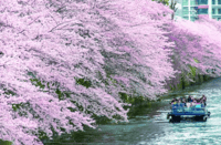 东京目黑川赏樱游船之旅 - Thumbnail 1