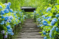 镰仓私人徒步之旅：禅寺与北镰仓自然风光 - Thumbnail 2