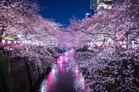 Tokyo Bar Hopping Night Tour - Meguro River Cherry Blossom Area - Thumbnail 1