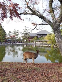 奈良东大寺导览徒步游 - Thumbnail 3