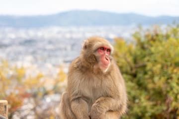 京都岚山步行之旅