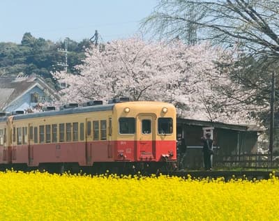 Bunga Sakura dan Bunga Rapeseed Bermekaran di Kota Ichihara, Chiba — Update Dibagikan Melalui SNS dan Situs Resmi
