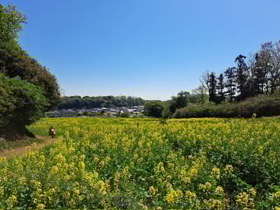 町田藥師池公園四季彩之杜春季祭典2026 – 花之先驅