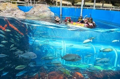 Shimoda Marine Aquarium Launches New "Large Tank Fish Watching" Snorkeling Program