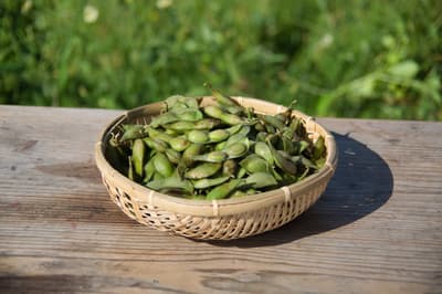 Edamame Hitam Tamba Sasayama, Si "Edamame Hantu", Mulai Dijual 8 Oktober 2026 dan Hanya Tersedia Selama Sekitar Tiga Minggu