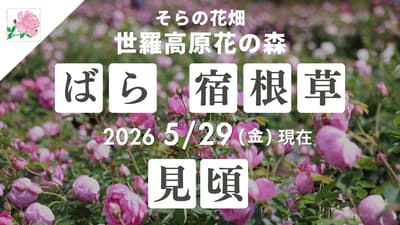 廣島世羅高原花之森「玫瑰與花之園」玫瑰盛開中