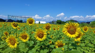 佐贺市瓢箪岛公园逾 25 万株向日葵盛开