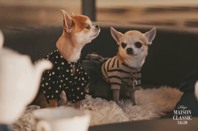다카나와 게이트웨이역의 MAISON CLASSIC SALON, 5월 22일 'DOG TERRACE NIGHT' 개최