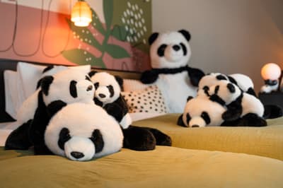 Hotel Resol Ueno's Beloved Panda Room Upgrades to Anniversary Edition with New Stay Plan