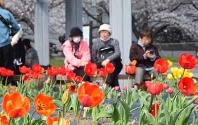 2,500 Colorful Tulips Begin Blooming at Takatsuki City's Nishinokawa Kita Plaza