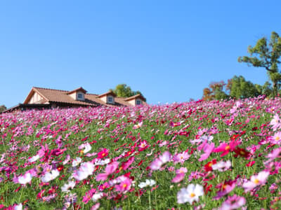 Sekitar 500.000 Bunga Cosmos Mulai Bermekaran di Harvest Hill di Sakai, Osaka, dengan Puncak Diperkirakan pada Awal hingga Pertengahan November
