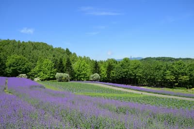 国营泷野铃兰丘陵公园的荆芥“沃克低地”现正盛开
