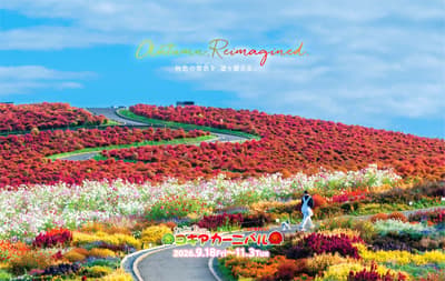 Hitachi Seaside Park Hosts "Kochia Carnival" From September 18 to November 3