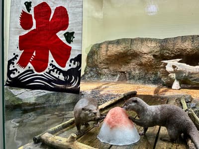 El Acuario Sendai Umino-Mori refresca a sus ardillas y nutrias con hielo de vegetales y granizados para nutrias este verano