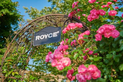 ROYCE' Rose Gardens in Hokkaido Enter Peak Bloom Season — Free Admission at Three Locations