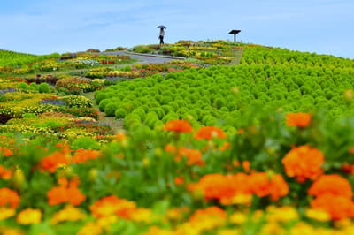 El Welcome Garden del Hitachi Seaside Park alcanza su máximo esplendor con colores vibrantes